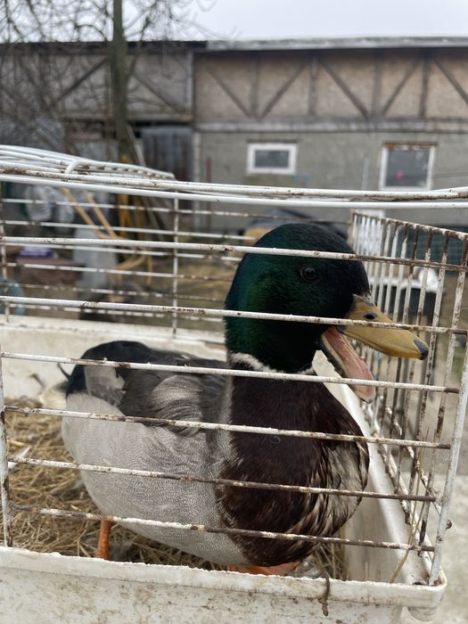 Vand sau schimb rățoi de pitic olandez /schimb cu rata de aceasi rasa