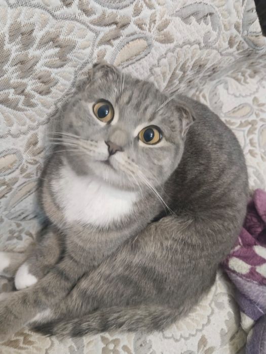 отдам кошечку в хорошие руки