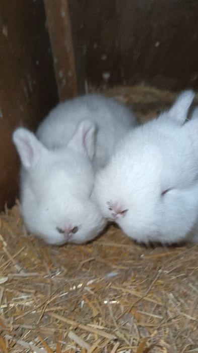 NZB Quyon va bolari sotiladi