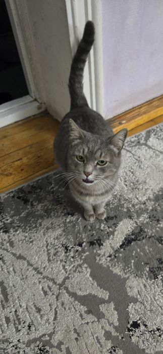 Беременная кошка, в хорошие руки