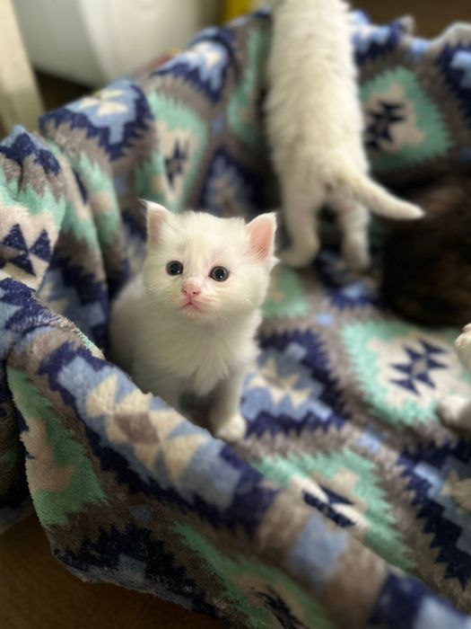 Отдам белых и пушистых котят !