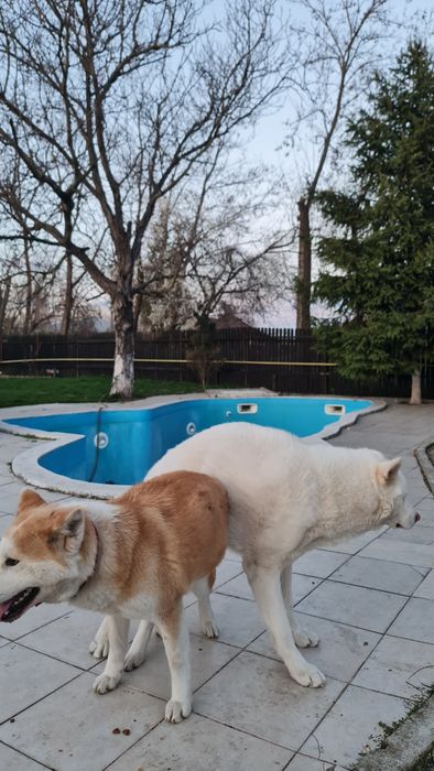 Akita inu                         .