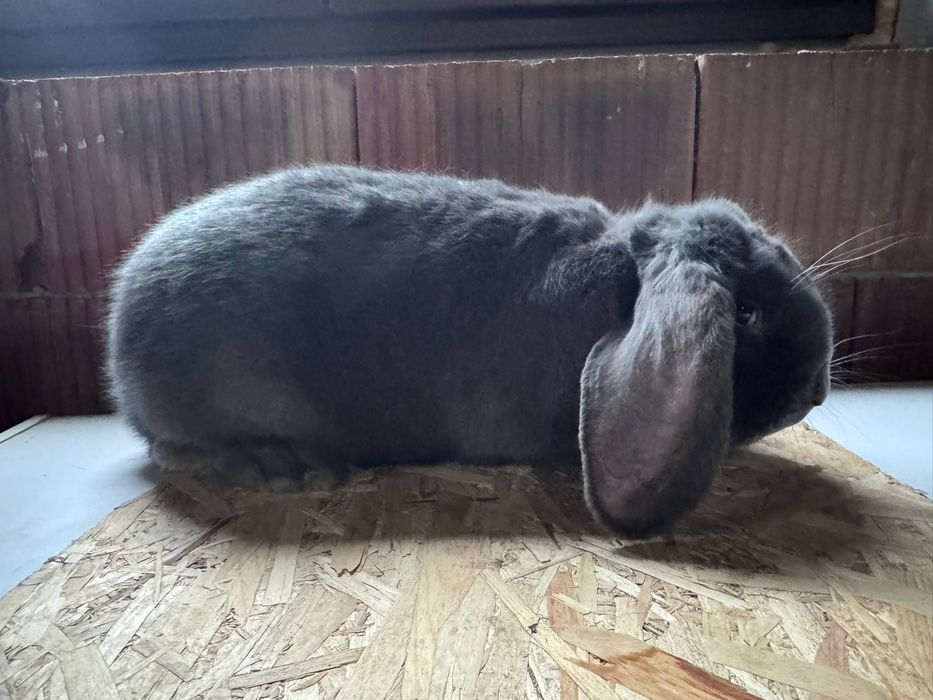 Iepuri berbec german