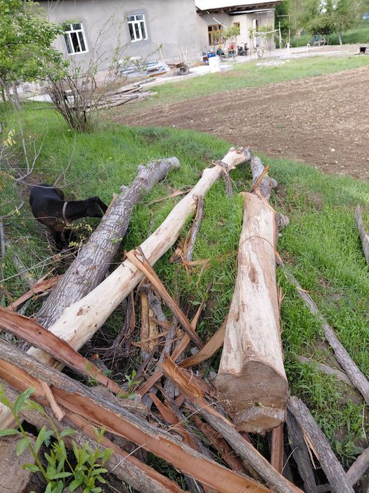 Terak 6 va 4  metrli qalinlari sotiladi