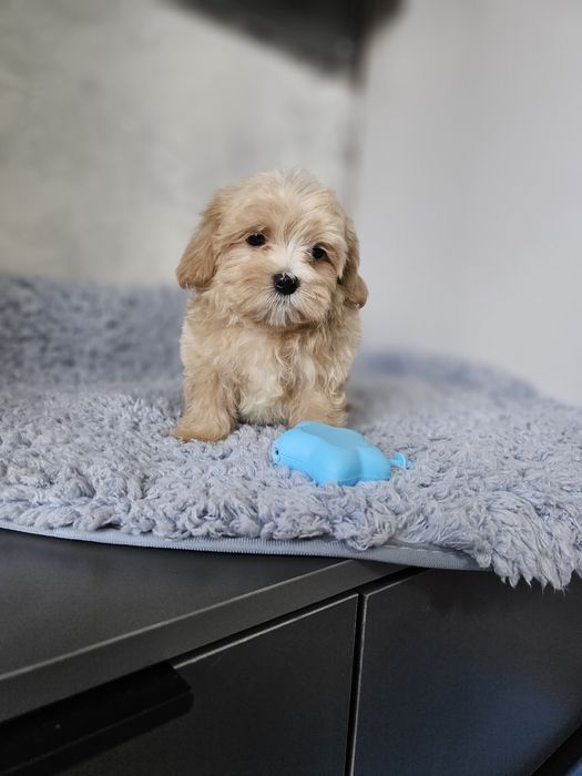 Мальтипу разных окрасов