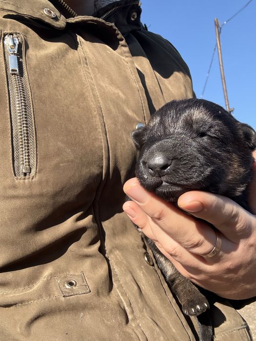 Продается щенок немецкой овчарки ( девочка)