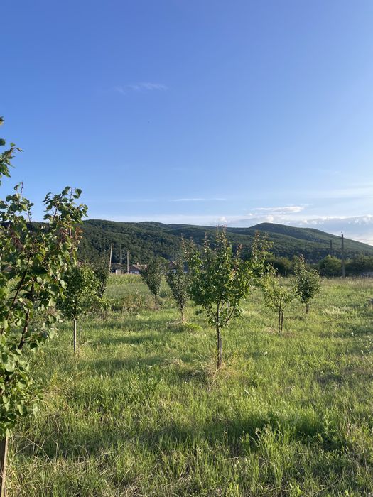Teren de vânzare – Sard, lângă Alba Iulia