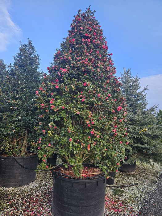 Maslin leilandy phoetinia eonymous