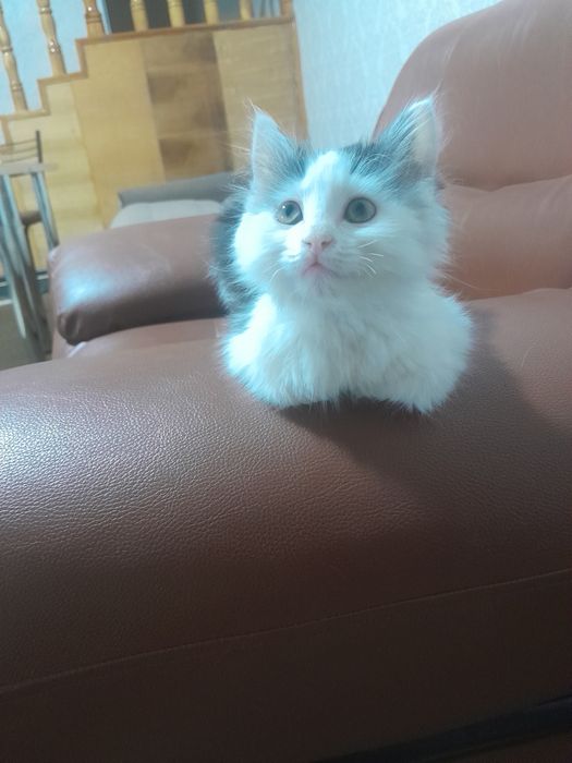 Отдам котёнка бесплатно