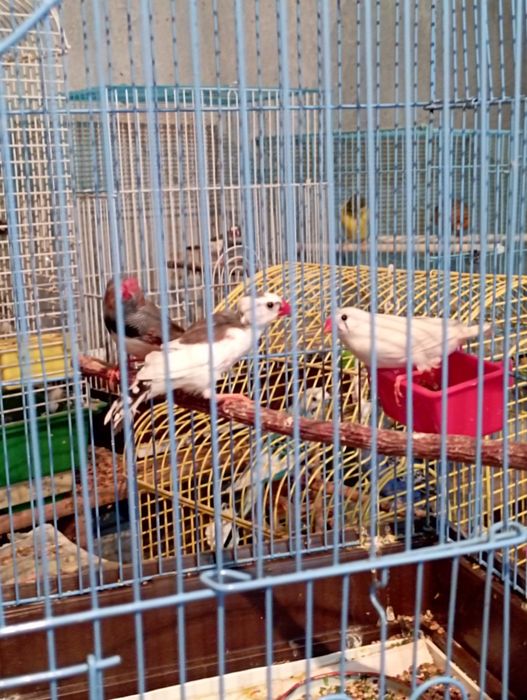 Зебровые Амадины.