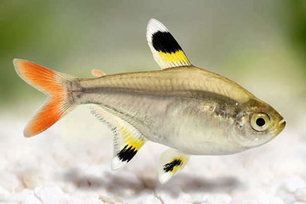 Аквариумная рыбка "Пристелла"