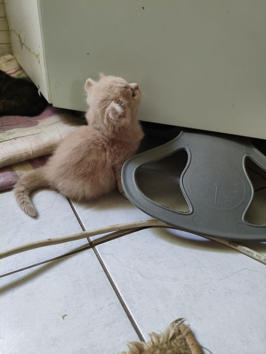 Отдам маленьких котят
