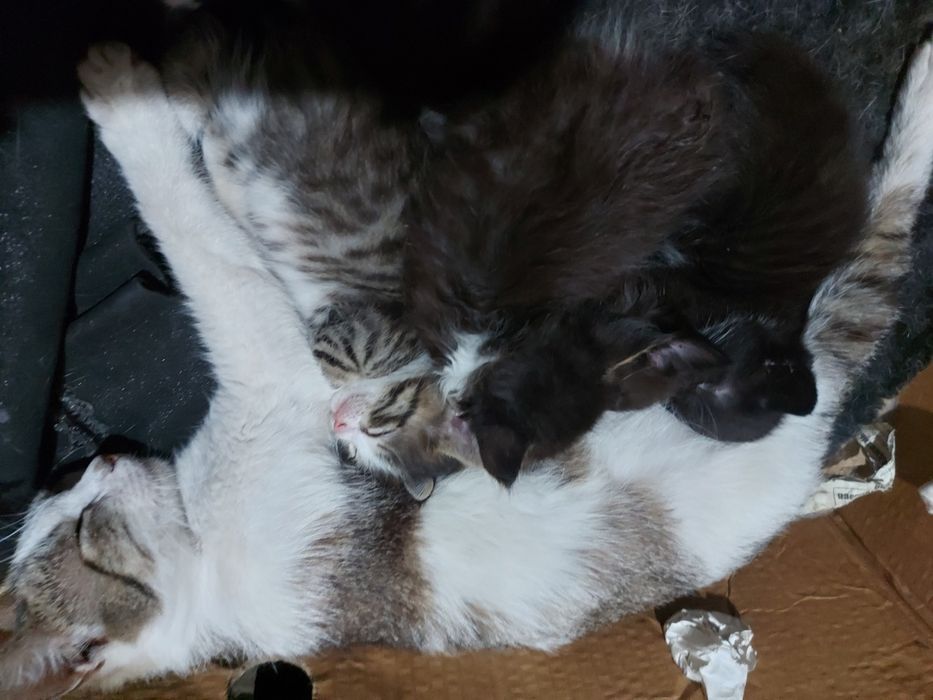 отдам котят в хорошие руки.