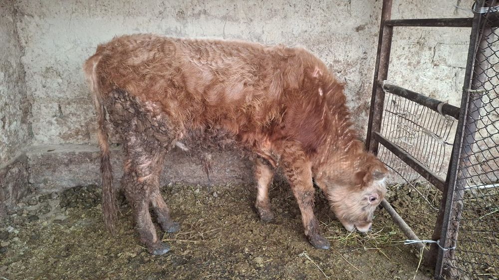 Бука (Бычок) откормда 1 жас 2 ай семиз.