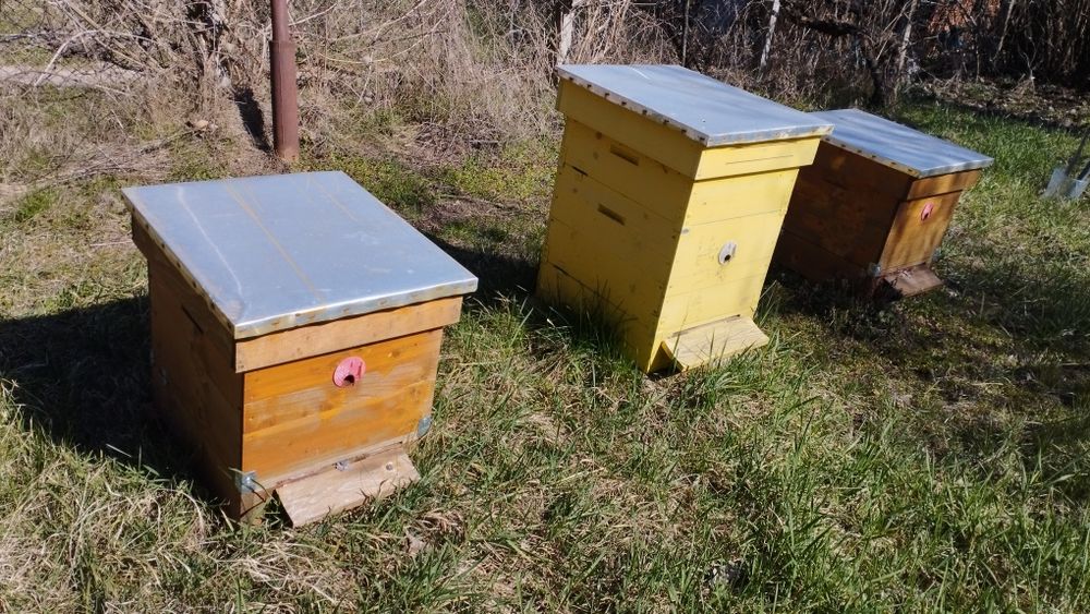 Кошери даданблат 10 рамкови с 1 магазин