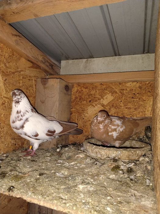 Porumbei pescăruși și tipleri