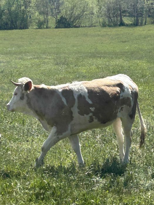 Vand jurinca 1 ani si 7 luni