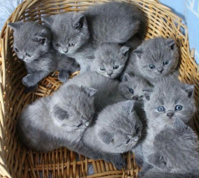 Голубые британские котята!
