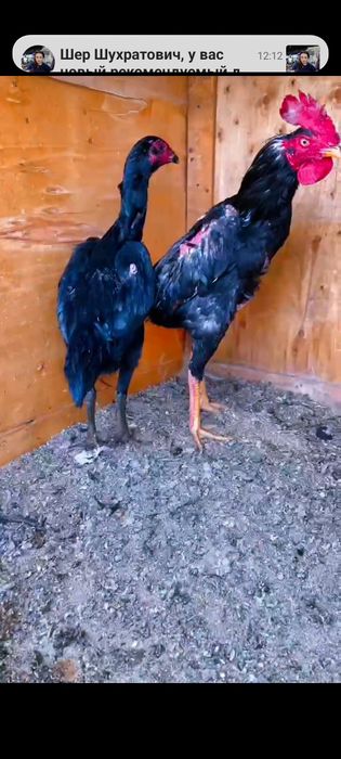 Шалпан хуроз ганой макион тозза конлар сотилади икаласиям Жужа макион