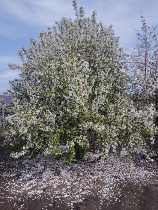 Уборка территории прополка огорода