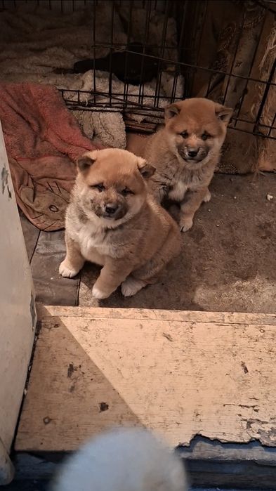 Продам щенков Сиба-ину мальчики )