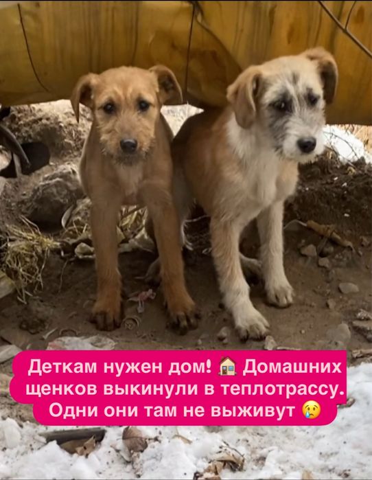 Щенков, отдам 4 мес, девочки, привиты, привезу