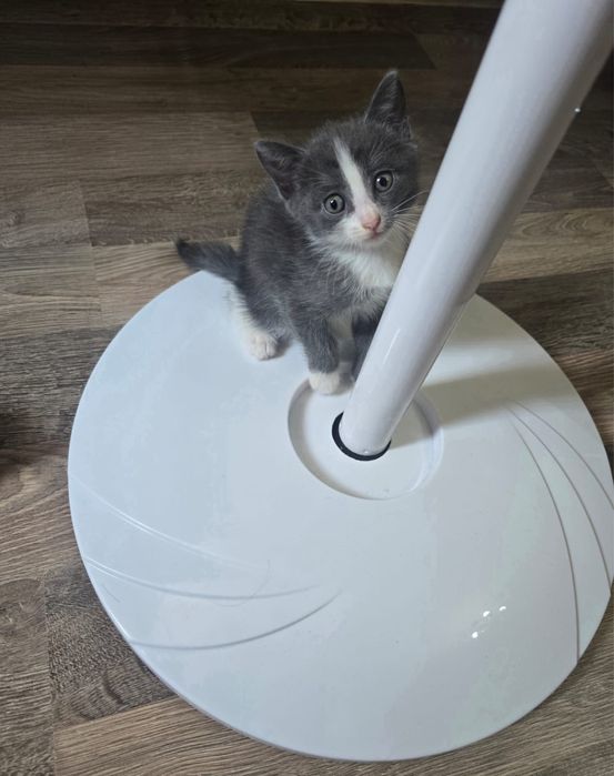 Котята отдам даром