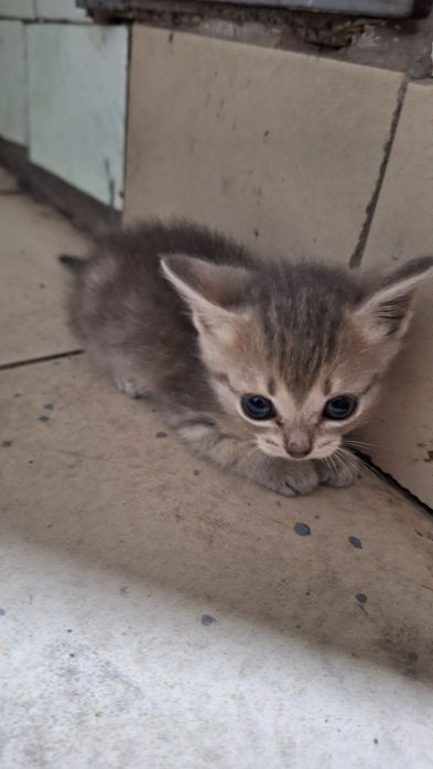 Отдам кошечку 1,5 мес