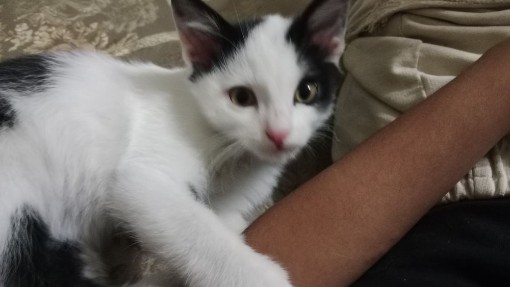 Котенок 7 месяцев