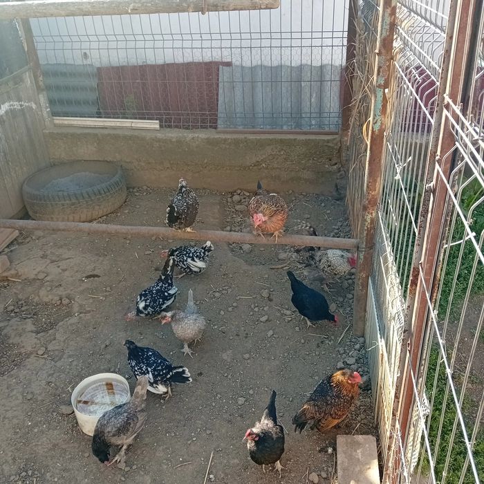 Gainusi pitici și cocosi