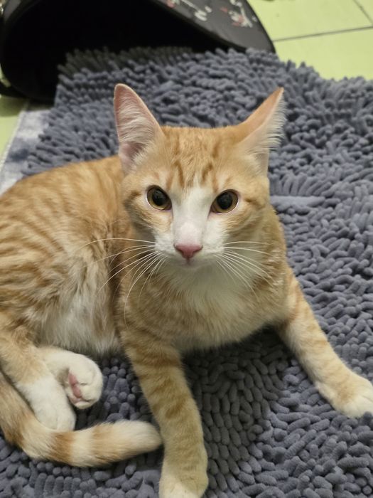 Отдам добрые руки кота