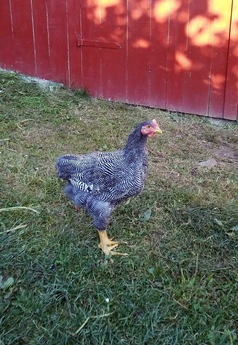 Cocos plymouth rock barat