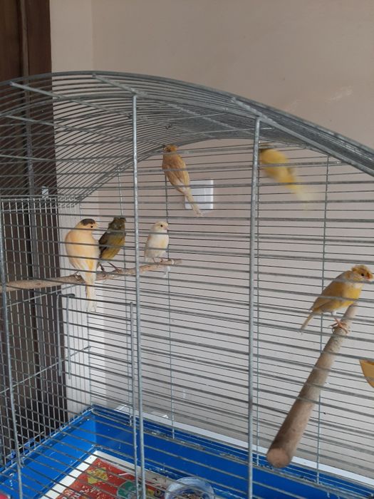 Vând canari 6 buc