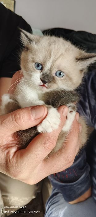 Skotish fold Skotish strayt