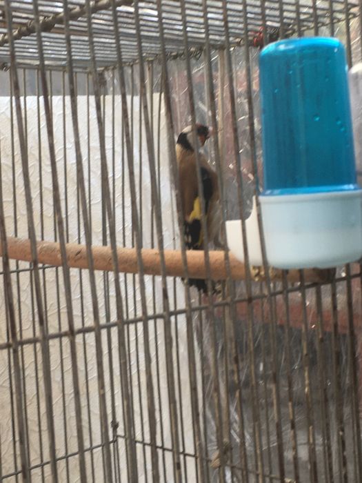 Sava eronkokil 1 yilli. Qush