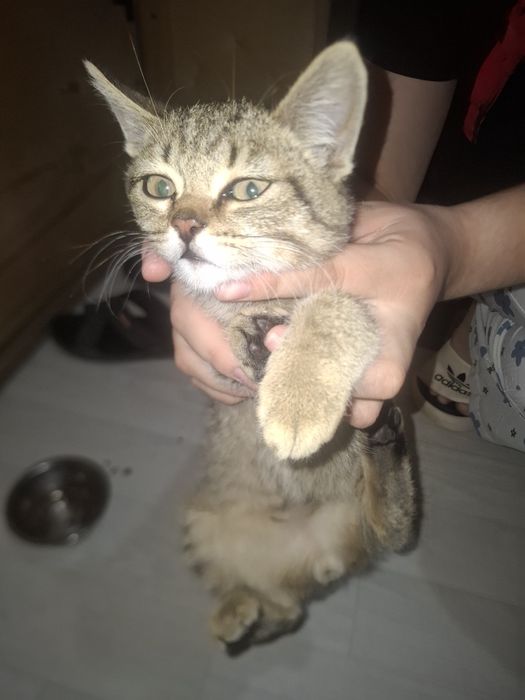 Отдам котенка в добрые руки