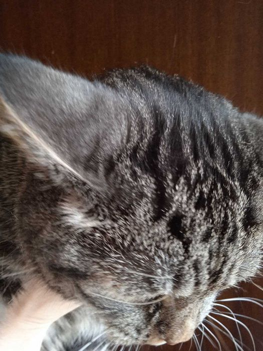 Кот британец -шиншила, кастрат 1 год.