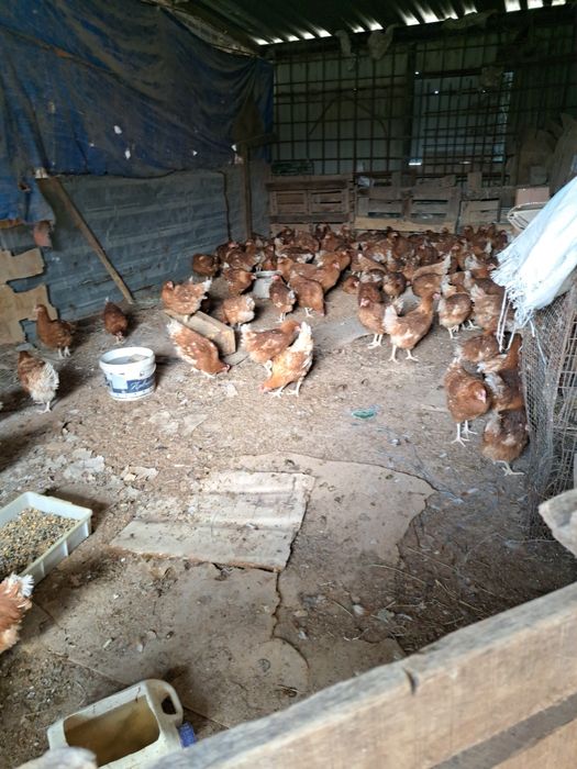 КУРЫ 4'5МЕСЯЦА шустрые молодки