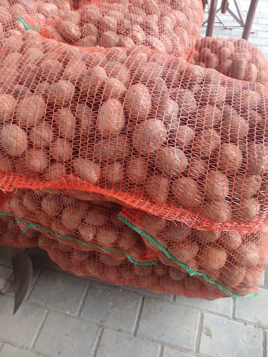 Cartofi galbeni de semănat