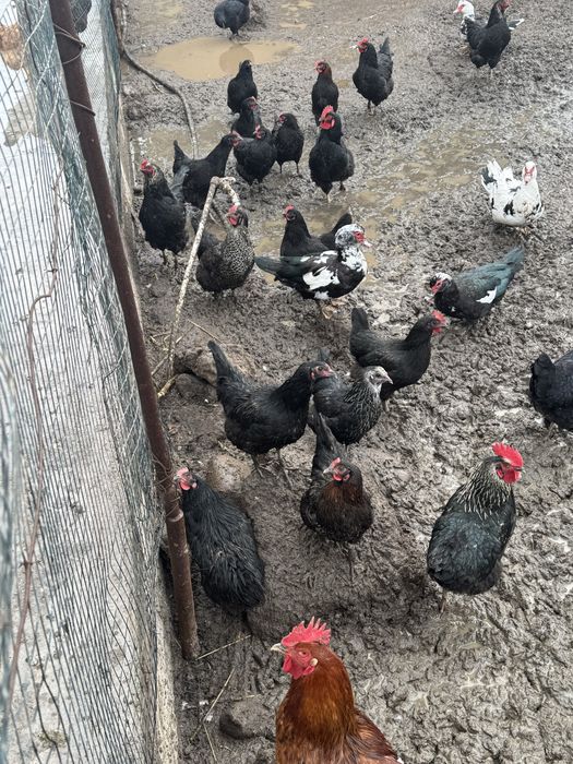 Uy tuxumlari. Istemol va Inkubator uchun mos, sifatli tuxumlar