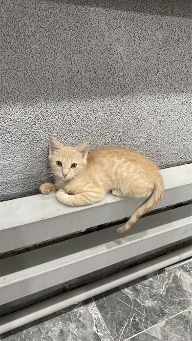 Котенок 4 месяца девочка