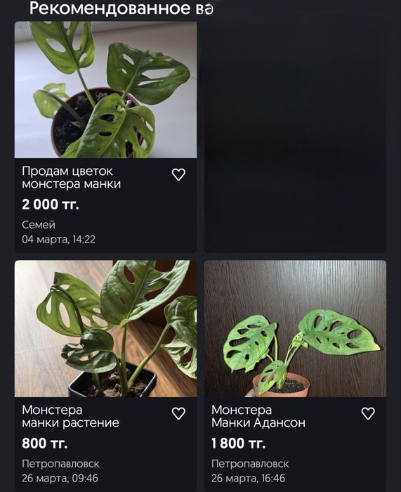 Монстера манки растение