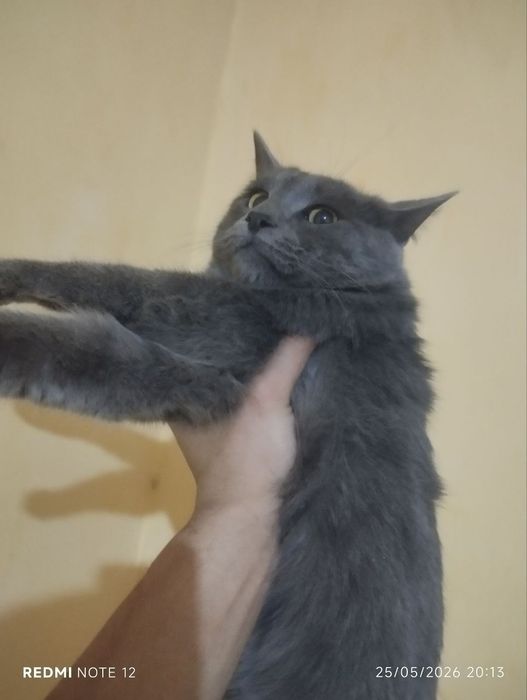 Mushuk sotiladi erkak