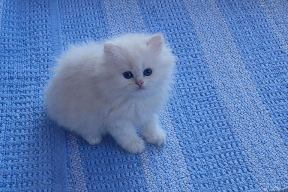 Băietel british longhair cu ochi albastrii /pedigree