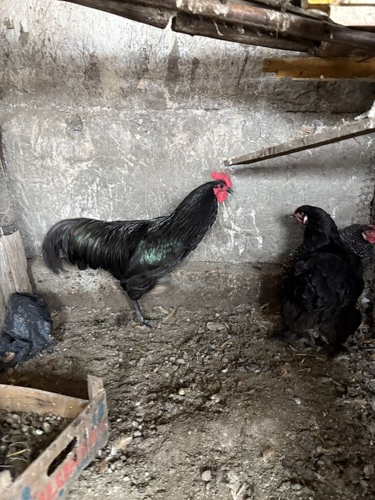 Cocosi Australorp