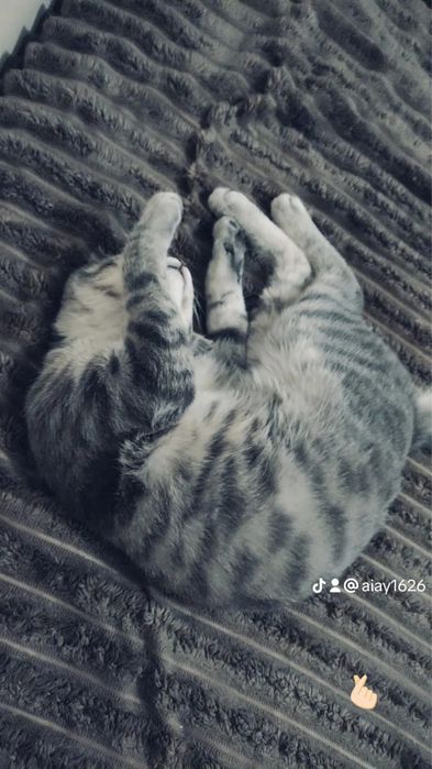 Отдам кошку в хорошие руки
