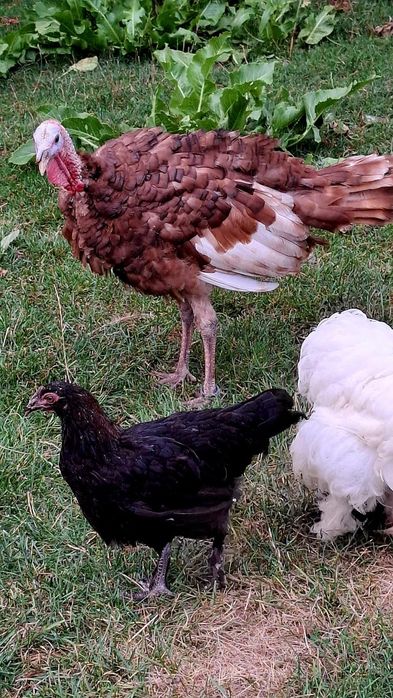 Familie curci Red Bourbon