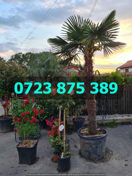 Arbori Decorativi Viguroși – Livrare în Siguranță cu Flotă Proprie