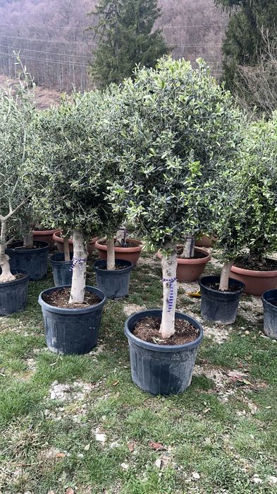 Camelia copac glob, Photinia plante ornamentale, maslin secular