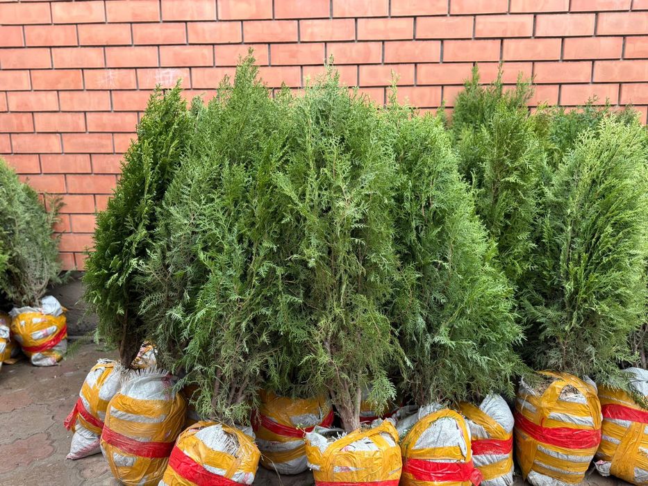 Туя ,можжевельник , сосна,тополь